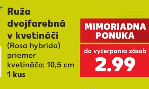 Ruža dvojfarebná v kvetináči