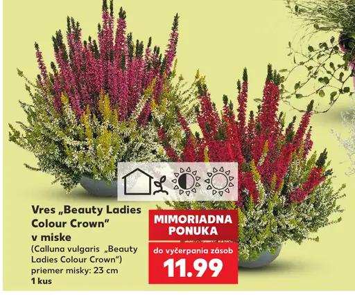Vres „Beauty Ladies Colour Crown“ v miske (Calluna vulgaris „Beauty Ladies Colour Crown“)