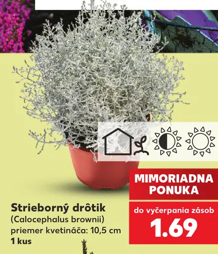 Strieborný drôtik (Calocephalus brownii)