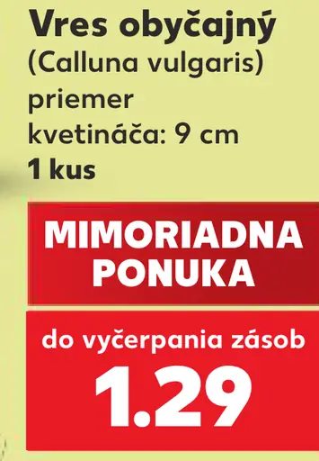 Vres obyčajný (Calluna vulgaris)