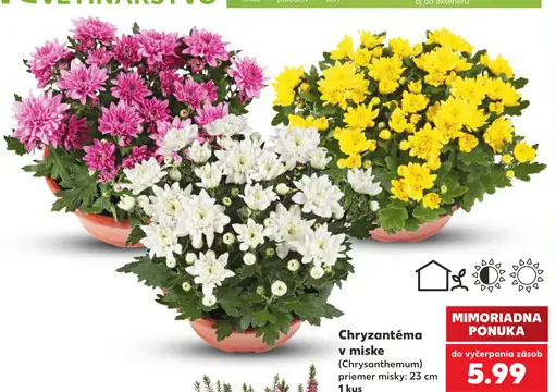 Chryzantéma v miske (Chrysanthemum)