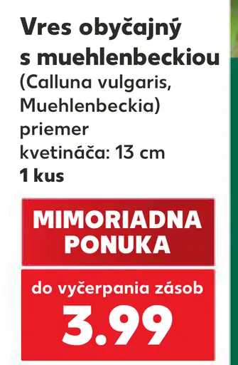 Vres obyčajný s muehlenbeckiou (Calluna vulgaris, Muehlenbeckia)