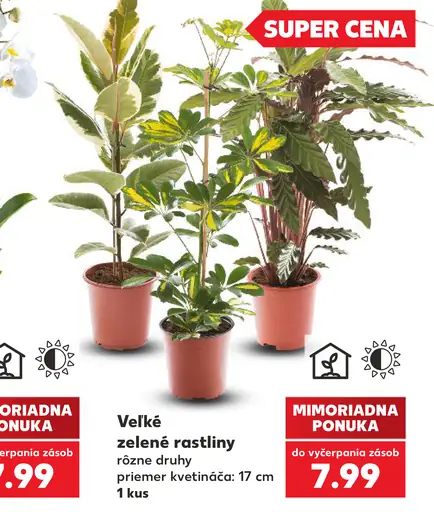 Veľké zelené rastliny