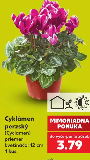 Cyklámen perzský