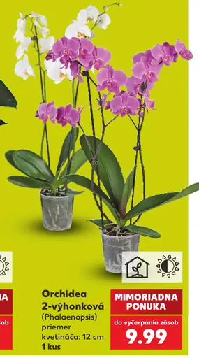 Orchidea 2-výhonková