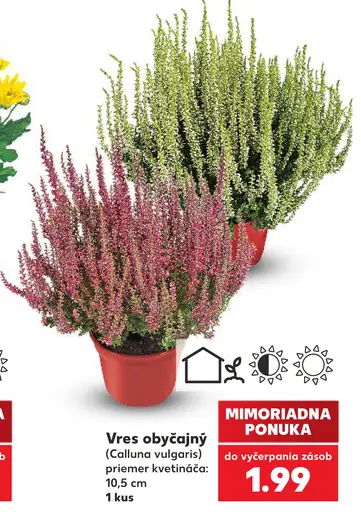 Vres obyčajný (Calluna vulgaris)