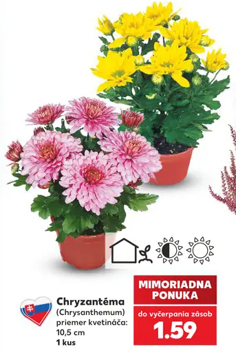 Chryzantéma (Chrysanthemum)