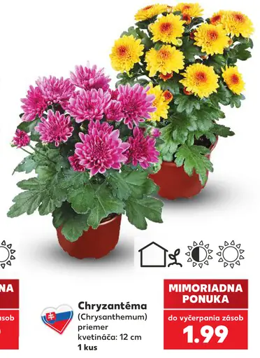 Chryzantéma