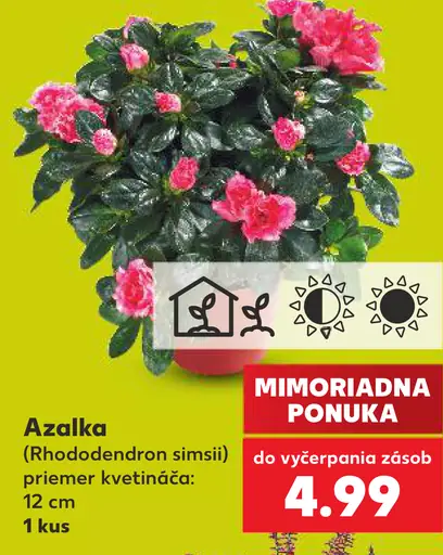 Azalka (Rhododendron simsii)