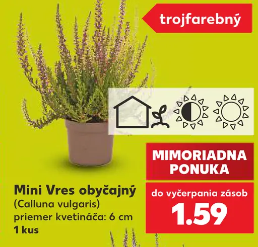 Mini vres obyčajný (Calluna vulgaris)
