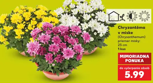 Chryzantéma v miske (Chrysanthemum)