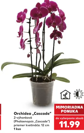 Orchidea Cascade