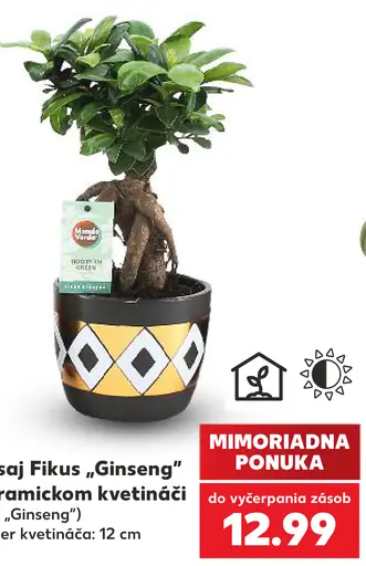 Bonsai Fikus „Ginseng“ v keramickom kvetináči