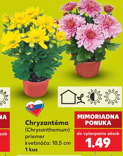 Chryzantéma (Chrysanthemum)