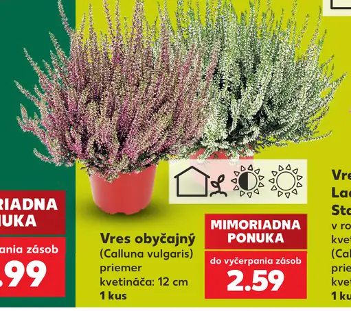 Vres obyčajný (Calluna vulgaris)