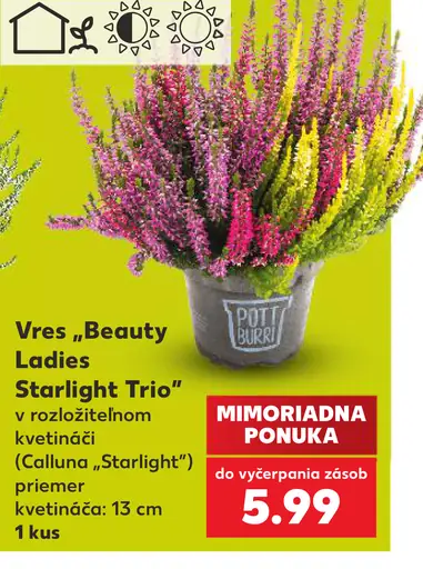 Vres „Beauty Ladies Starlight Trio“ v rozličnom kvetináči (Calluna „Starlight“)