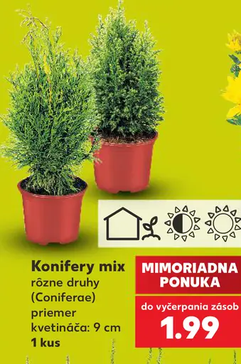 Konifery mix, rôzne druhy (Coniferae)