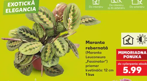 Maranta rebernata (Maranta leuconeura „Fascinator“)