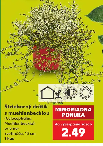 Strieborný drôtik s muehlenbeckiou (Calocephalus, Muehlenbeckia)