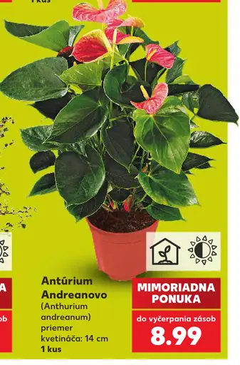 Antúrium Andreanovo (Anthurium andreanum)