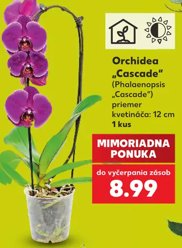 Orchidea Cascade (Phalaenopsis Cascade)