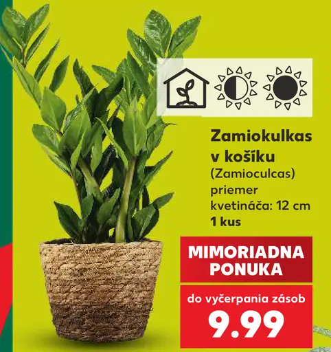 Zamiokulkas v košíku (Zamioculcas)