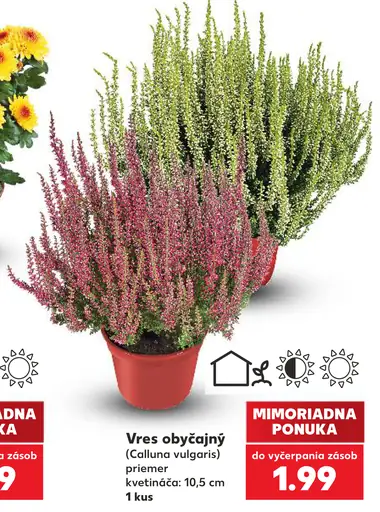 Vres obyčajný (Calluna vulgaris), priemer kvetináča 10,5 cm