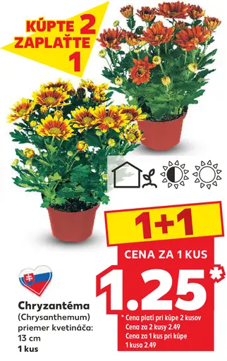 Chryzantéma, priemer kvetináča 13 cm