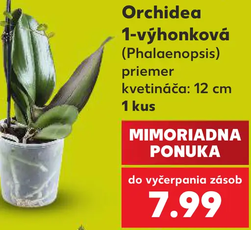 Orchidea 1-výhonková (Phalaenopsis)