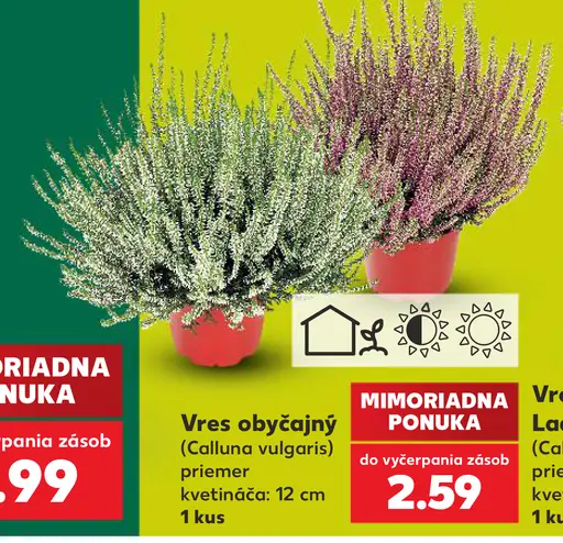 Vres obyčajný (Calluna vulgaris)