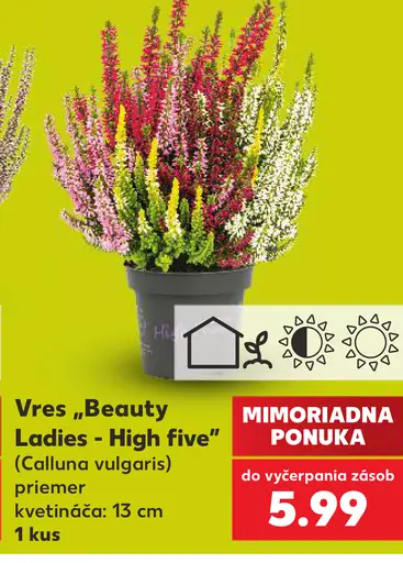 Vres „Beauty Ladies - High five“ (Calluna vulgaris)