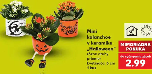 Mini kalanchoe v keramike „Halloween“
