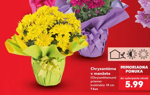 Chryzantéma v manžete (Chrysanthemum)