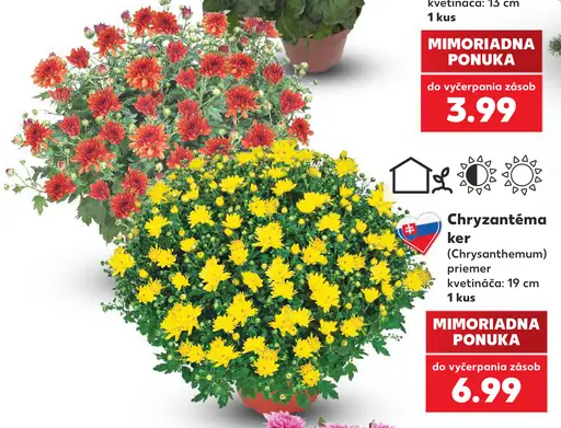 Chryzantéma ker