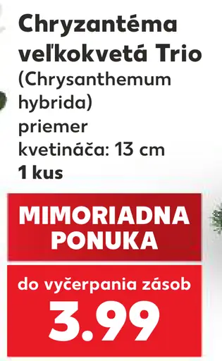 Chryzantéma veľkveté Trio