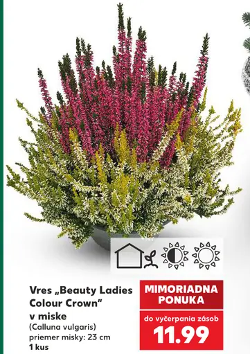 Vres „Beauty Ladies Colour Crown“ v miske