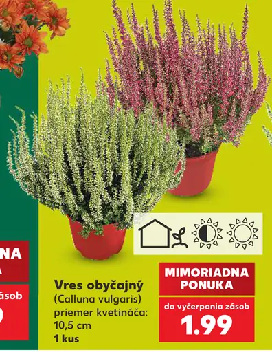 Vres obyčajný (Calluna vulgaris), priemer kvetináča 10,5 cm