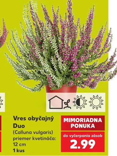 Vres obyčajný Duo (Calluna vulgaris), priemer kvetináča 12 cm