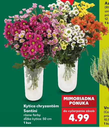 Kytica chryzantém Santini