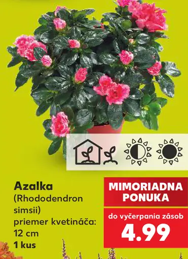 Azalka (Rhododendron simsii)