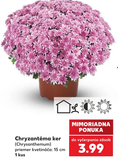 Chryzantéma (Chrysanthemum), priemer kvetináča 10,5 cm
