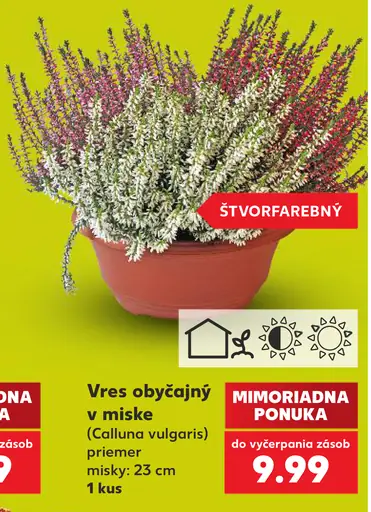 Vres obyčajný (Calluna vulgaris), priemer misky 23 cm