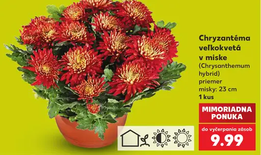 Chryzantéma veľkokvetá v miske (Chrysanthemum hybrid), priemer misky 23 cm