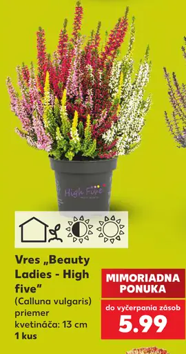 Vres „Beauty Ladies – High five“ (Calluna vulgaris), priemer kvetináča 13 cm