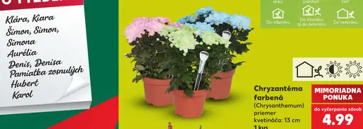 Chryzantéma farbená (Chrysanthemum), priemer kvetináča 13 cm