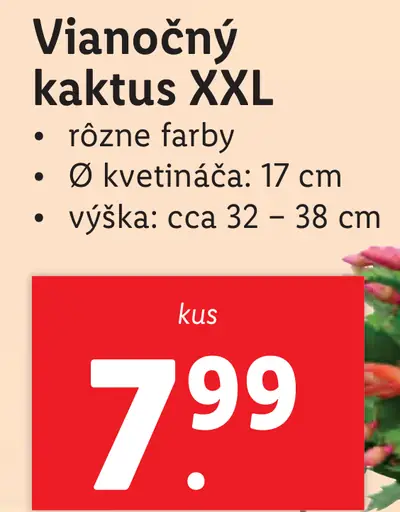 Vianočný kaktus XXL