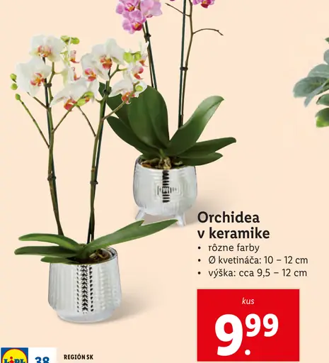 Orchidea v keramike