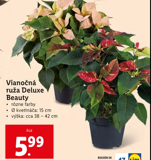 Vianočná ruža Deluxe Beauty