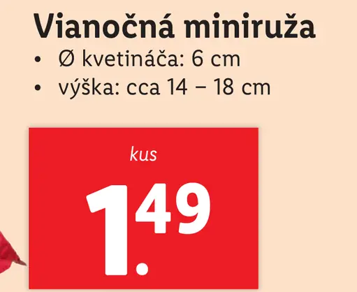 Vianočná minirúža