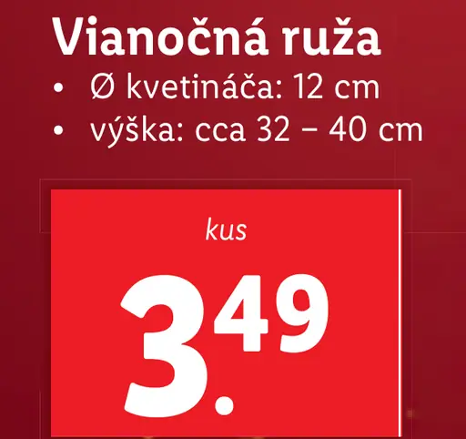 Vianočná ruža